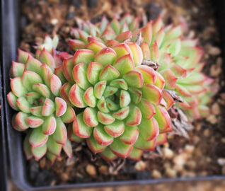 2018052315270617431549032581.png K}Q$@(%TXN4UCHSZQ7(6{V1.png