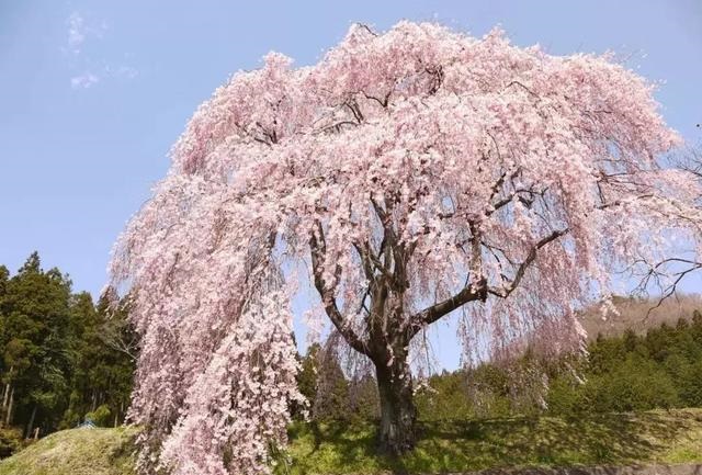 2019041215550568731614331098.jpg 3c75bb2b92c544959b64db206e653e94.jpg